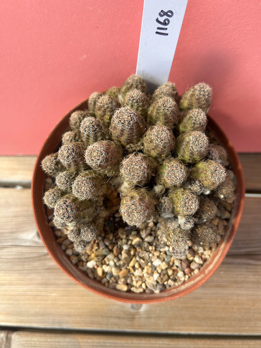 Chamaecereus species 'Peanut Cactus' (1168)