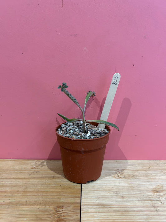 Kalanchoe 'Mother of Thousands' (804)