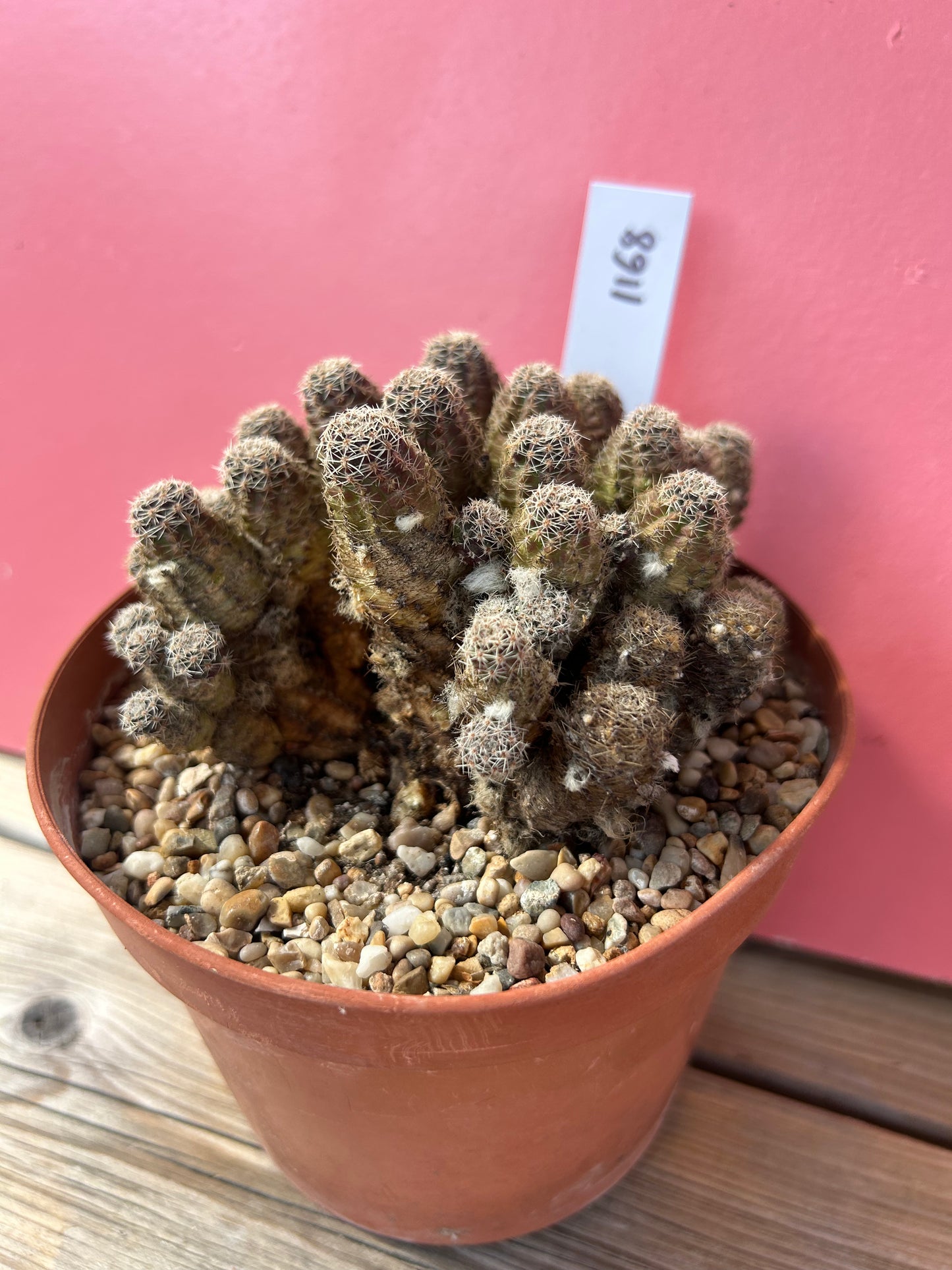 Chamaecereus species 'Peanut Cactus' (1168)