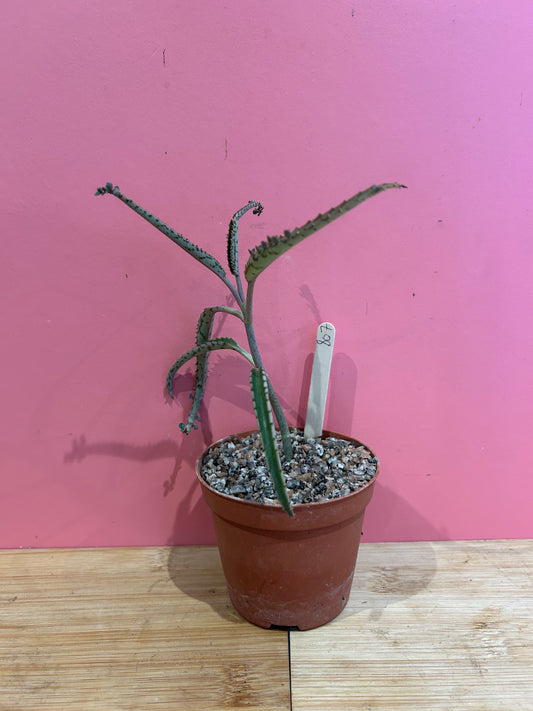Kalanchoe 'Mother of Thousands' (807)