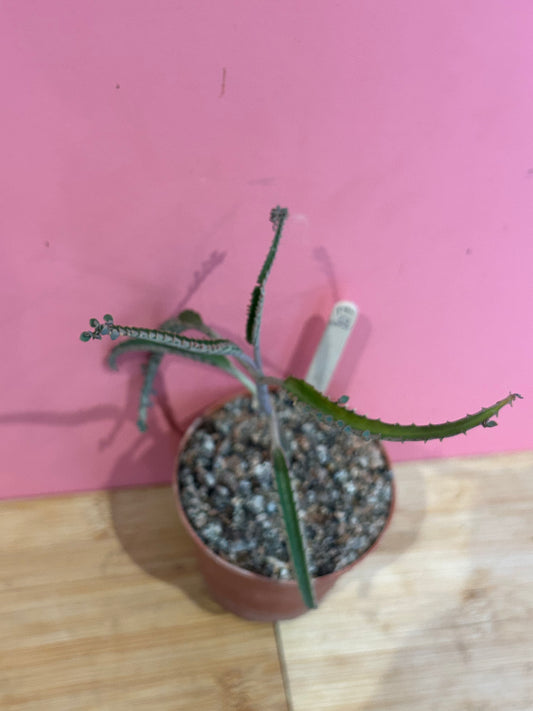 Kalanchoe 'Mother of Thousands' (807)