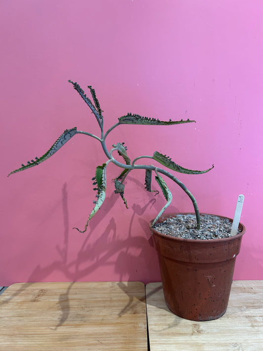 Kalanchoe 'Mother of Thousands' (809)
