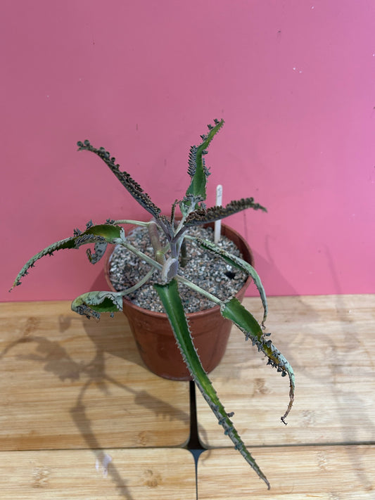 Kalanchoe 'Mother of Thousands' (809)