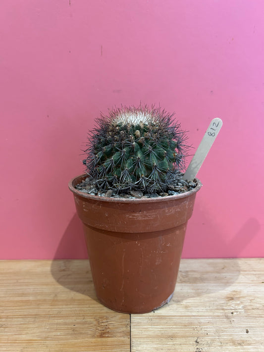 Coryphantha species (812)