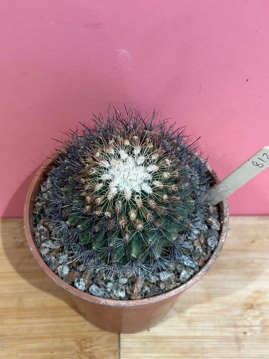 Coryphantha species (812)