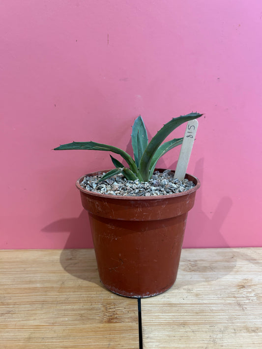 Agave species (815)
