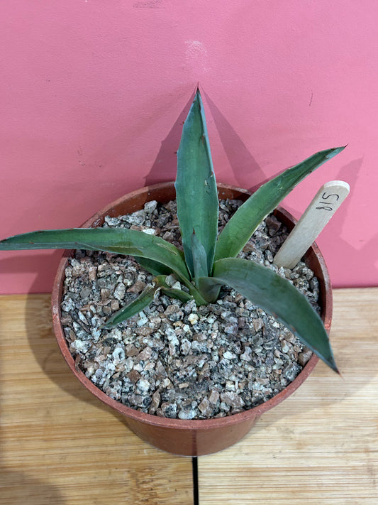 Agave species (815)