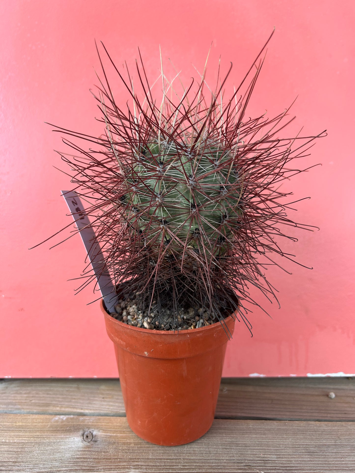 Ferocactus species (1182)