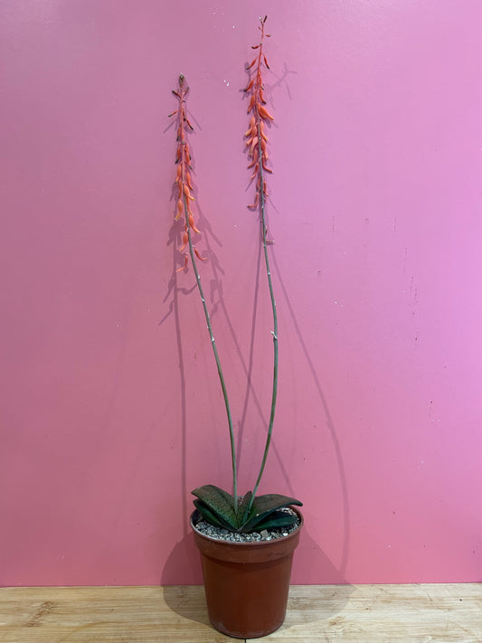 Gasteria glomerata (817)