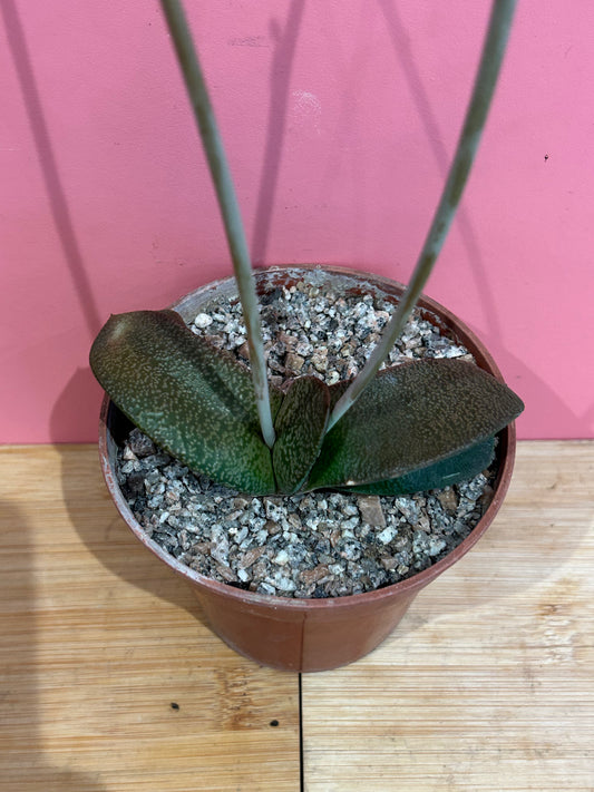 Gasteria glomerata (817)