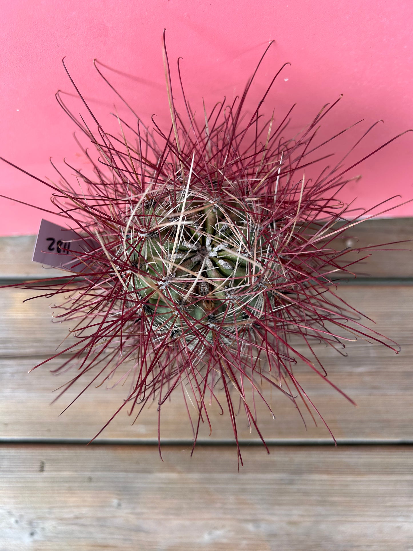 Ferocactus species (1182)