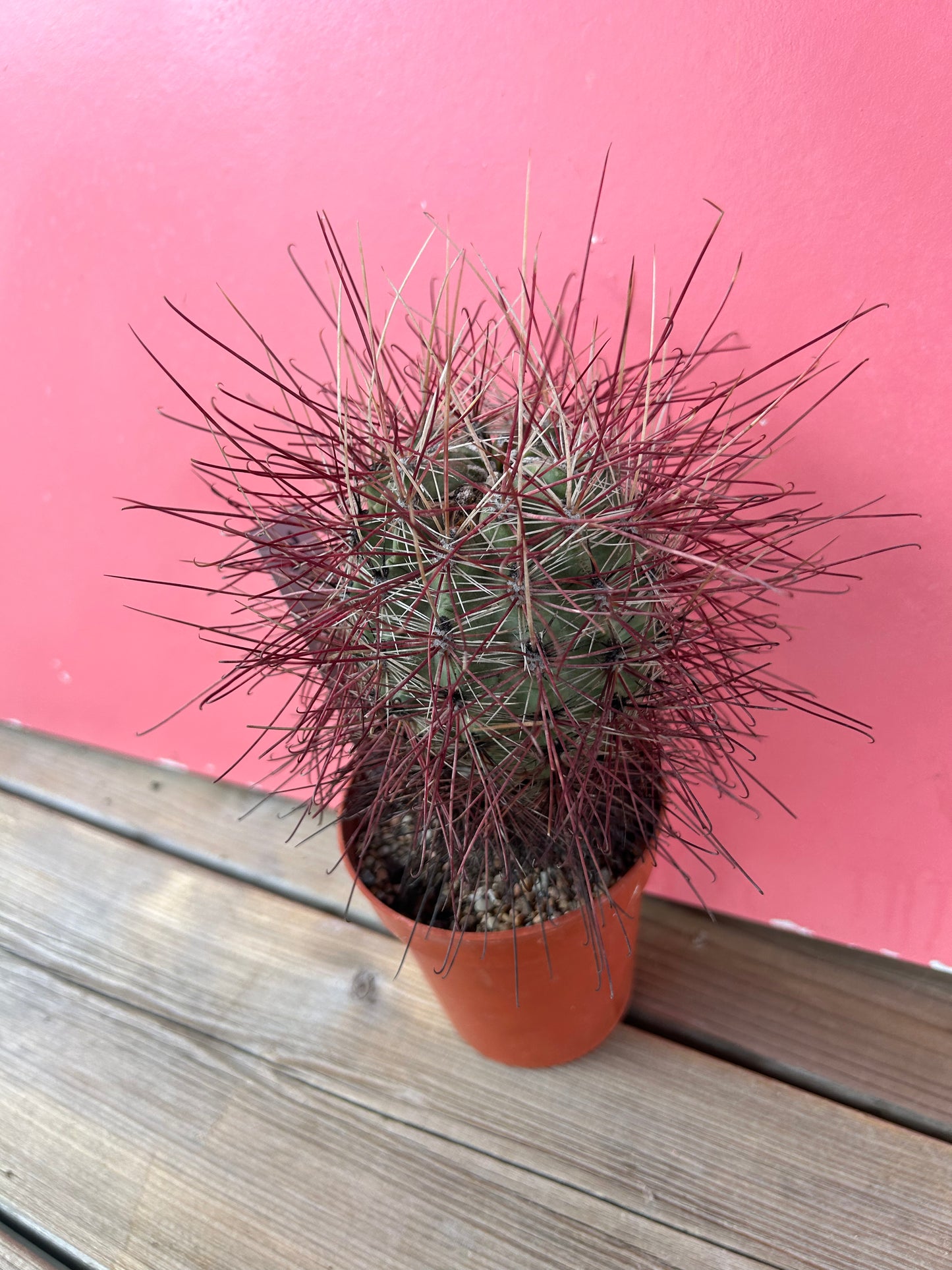 Ferocactus species (1182)
