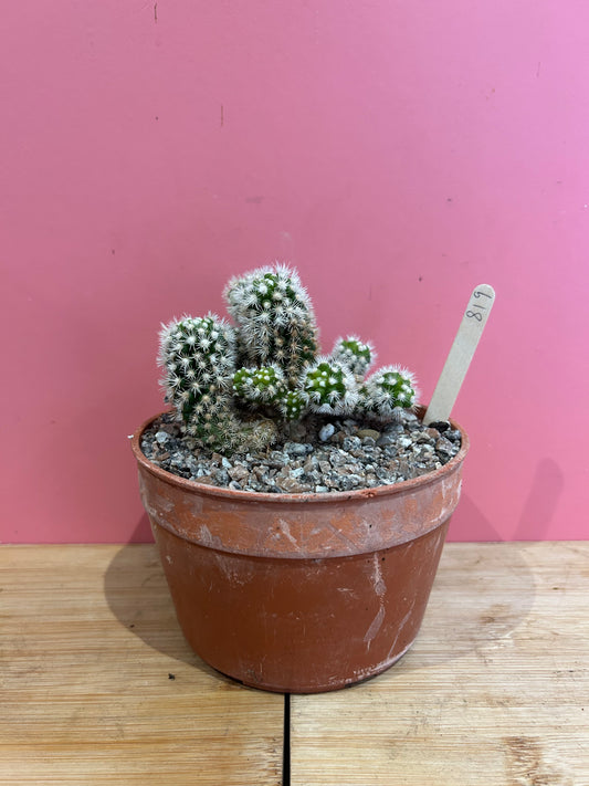 Mammillaria gracilis (819)