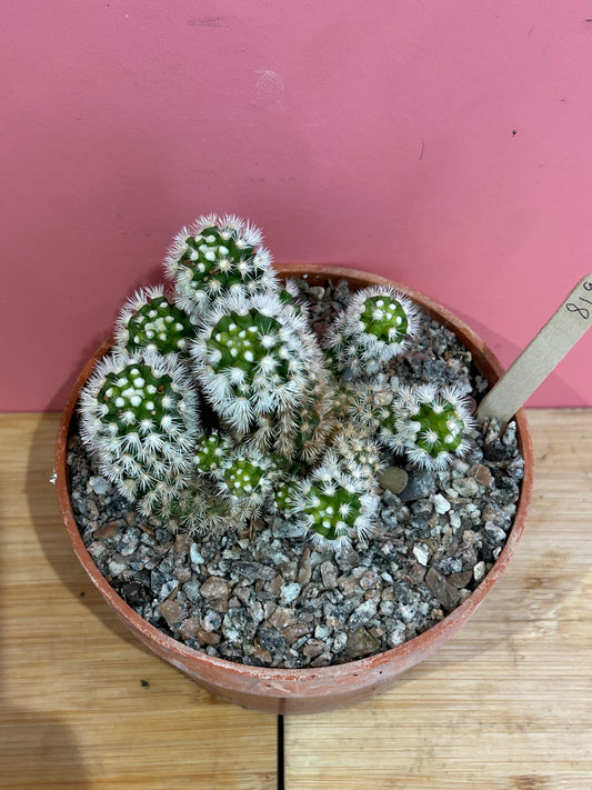 Mammillaria gracilis (819)