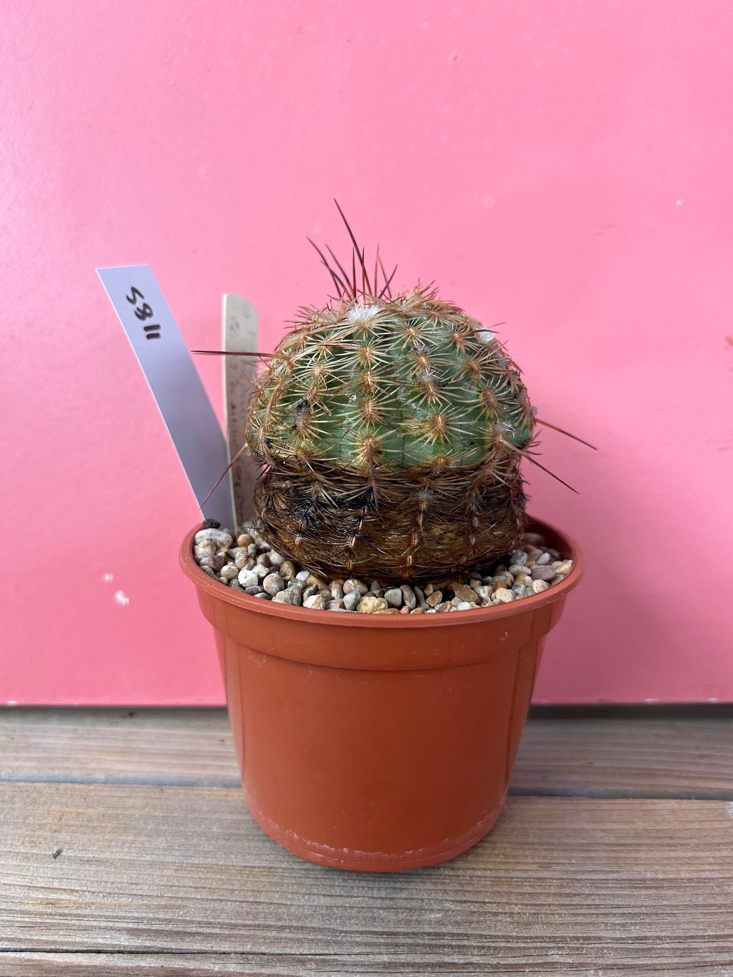 Echinocereus adustus (1185)