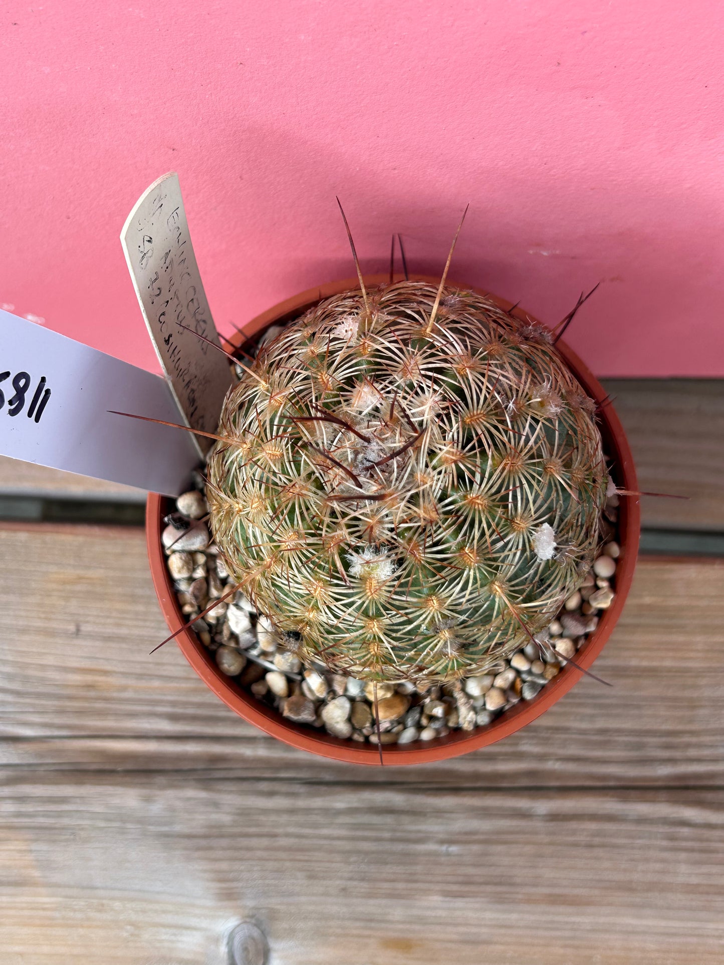 Echinocereus adustus (1185)