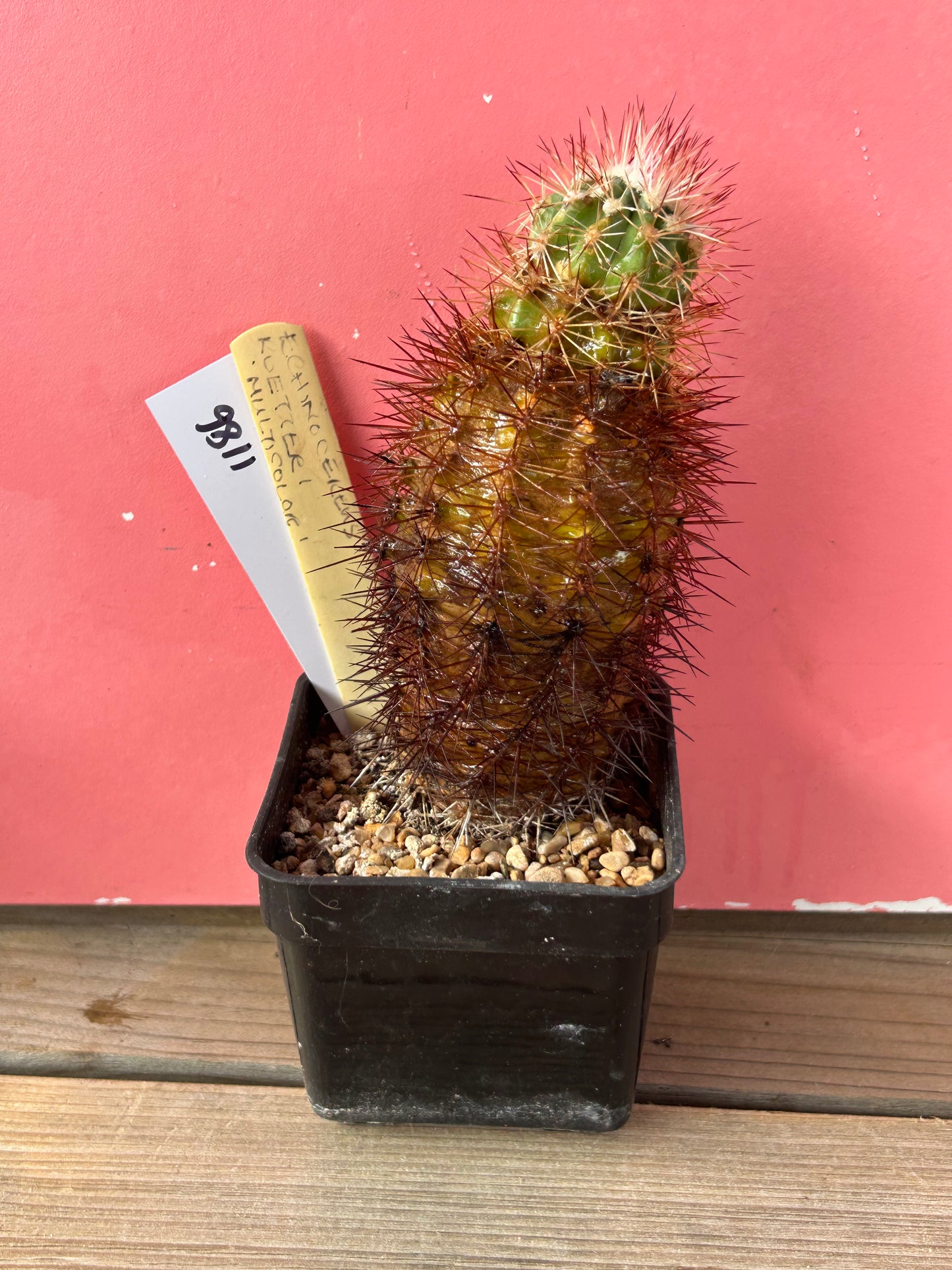 Echinocereus roetteri multicolor (1186)