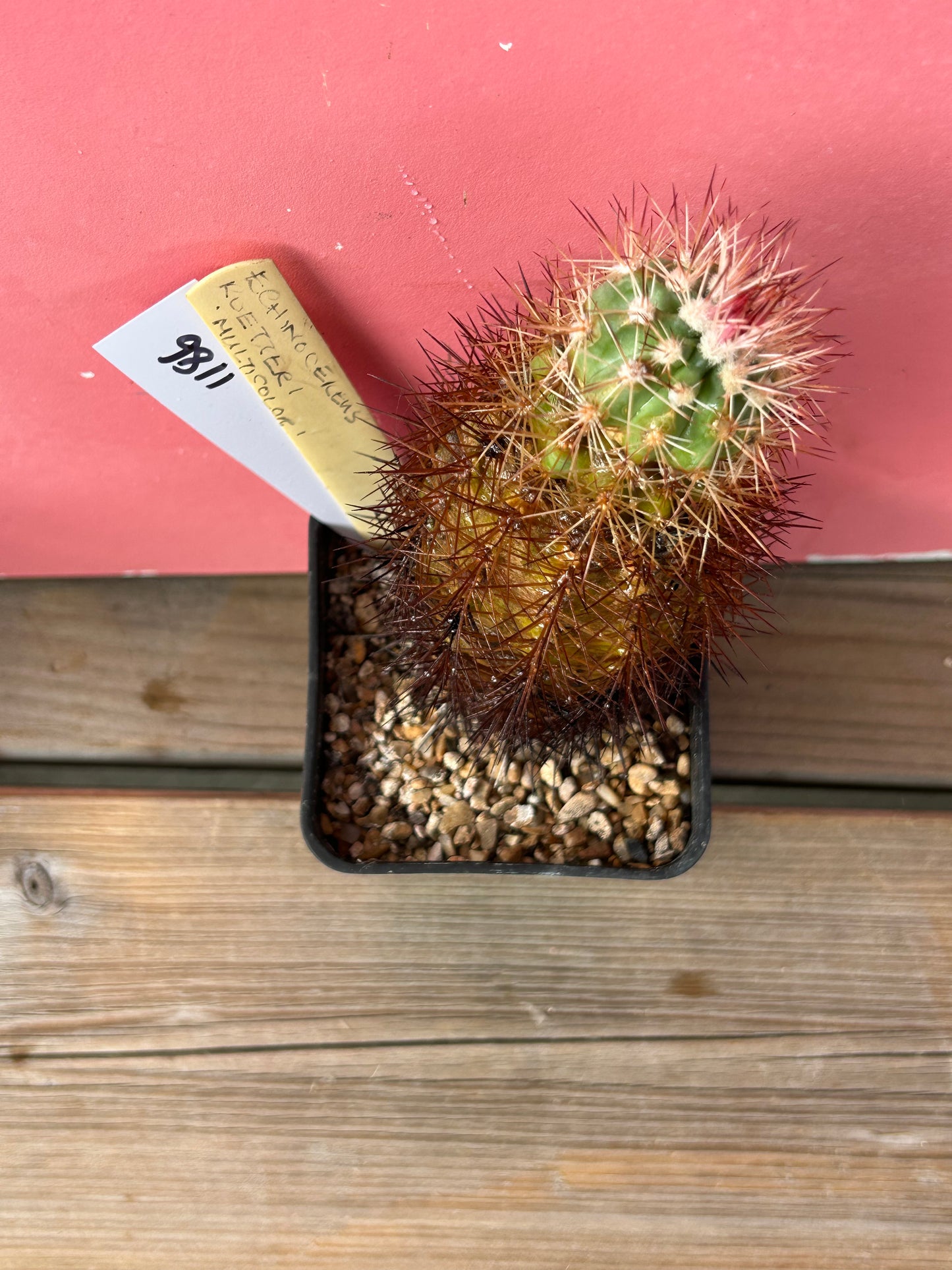 Echinocereus roetteri multicolor (1186)