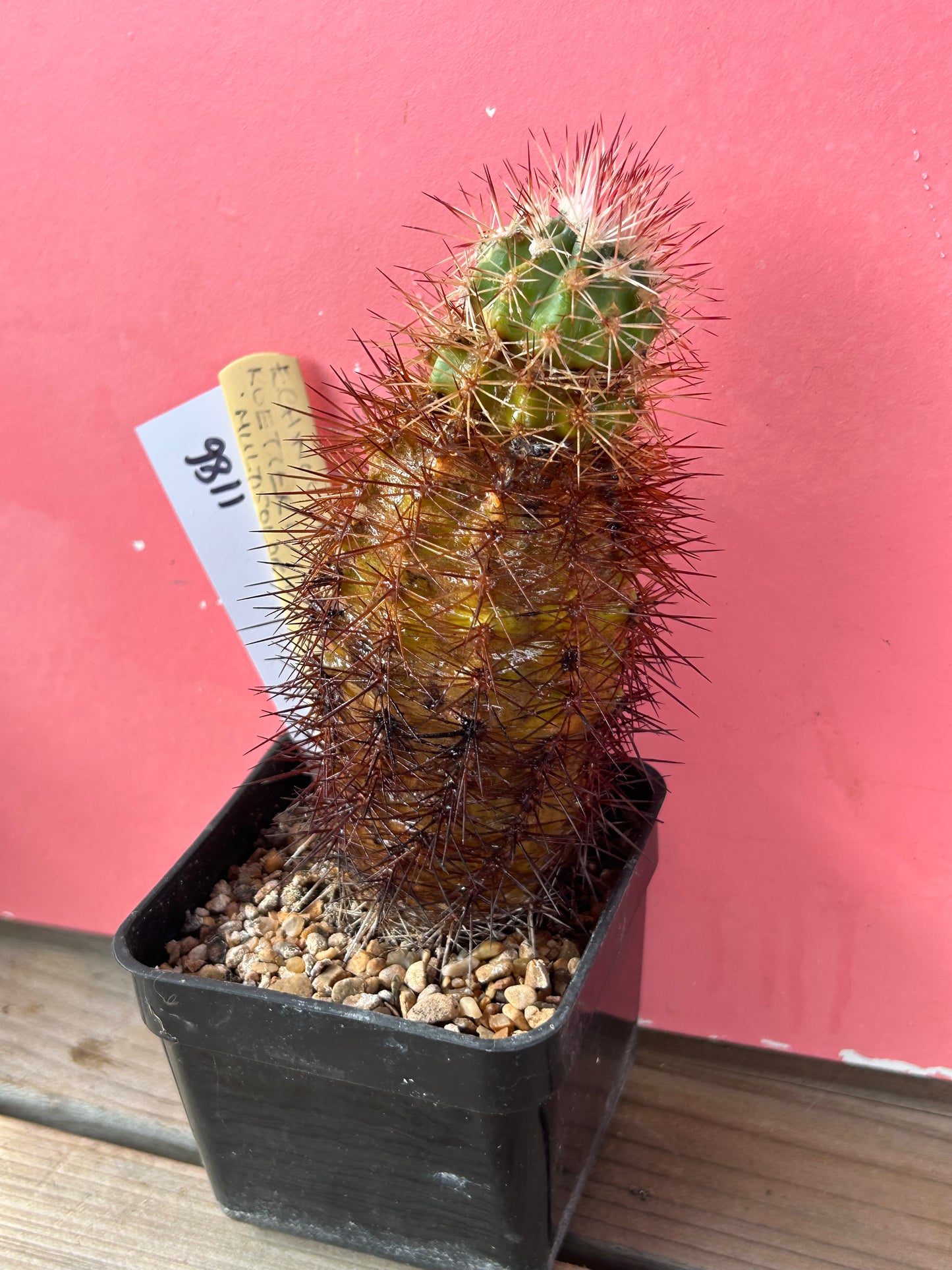 Echinocereus roetteri multicolor (1186)