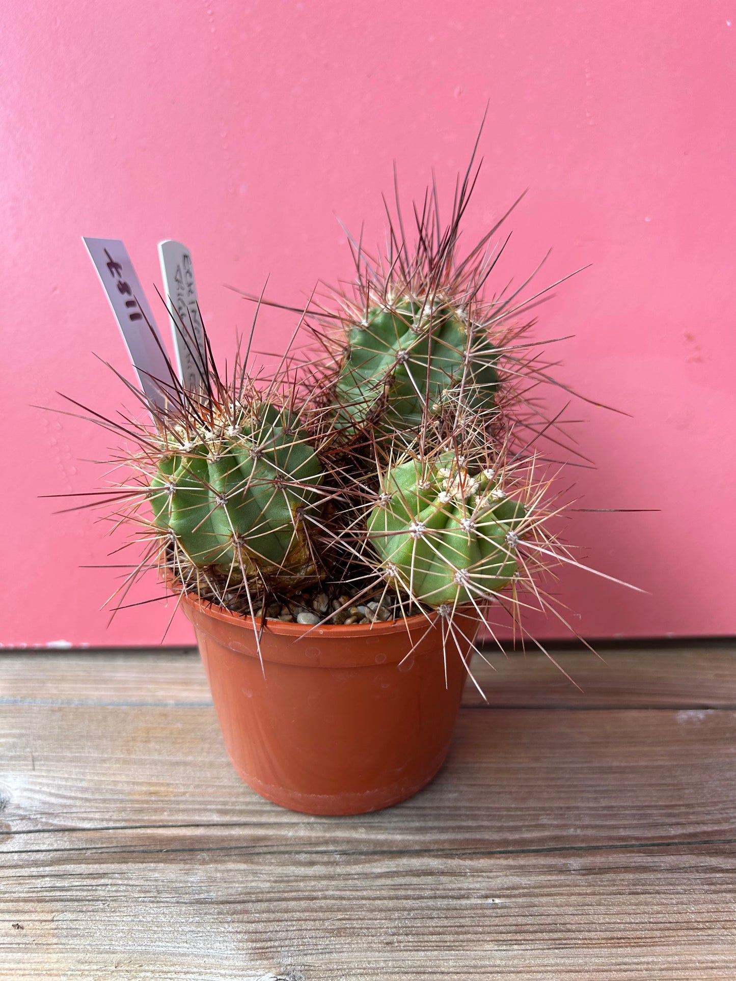 Echinocereus triglochidiatus (1187)