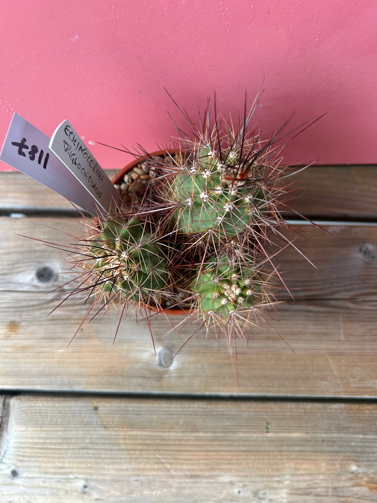 Echinocereus triglochidiatus (1187)