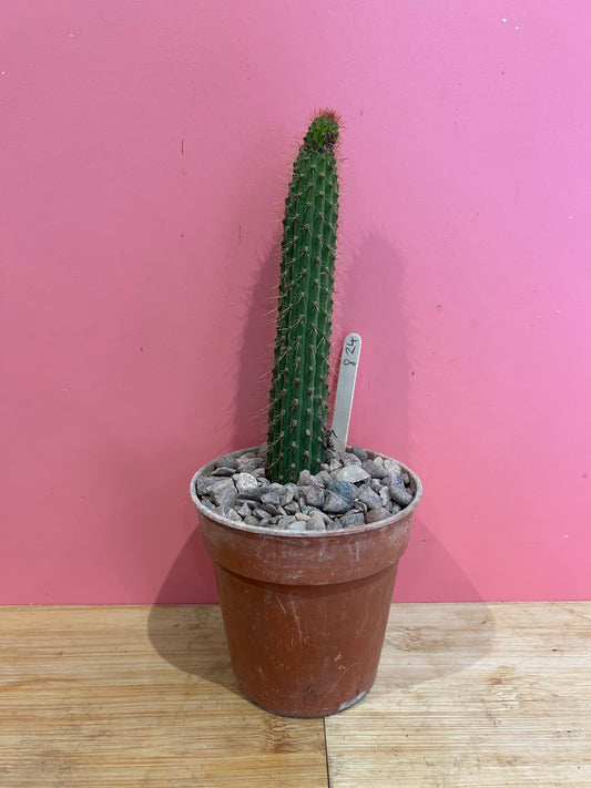 Cleistocactus angosturensis (824)