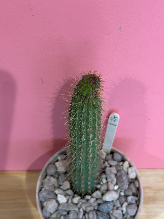 Cleistocactus angosturensis (824)
