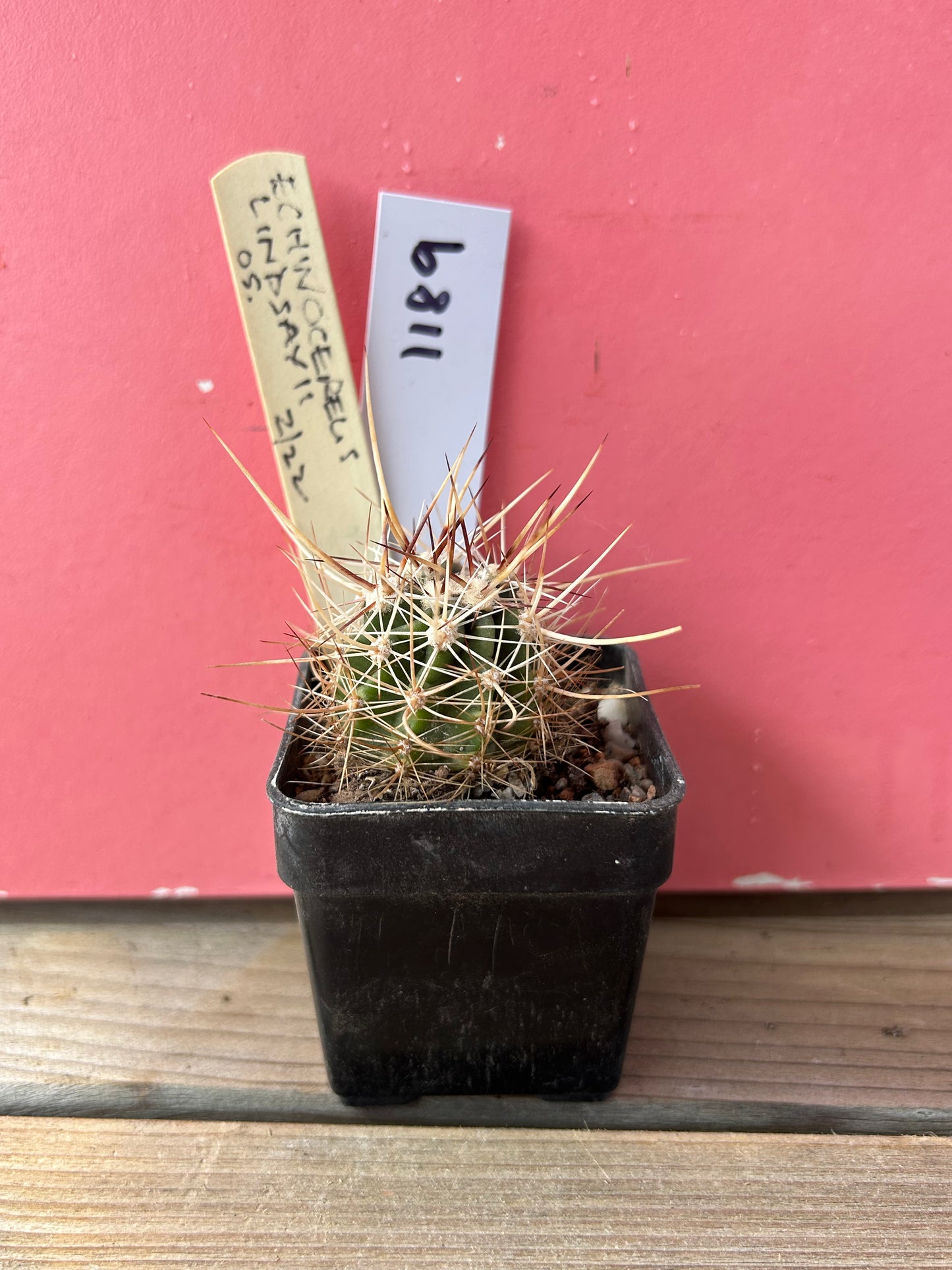 Echinocereus lindsayii (1189)
