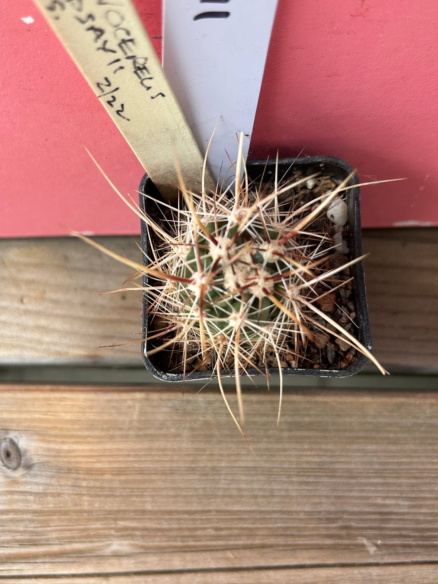 Echinocereus lindsayii (1189)