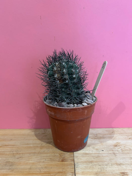 Copiapoa atacamensis (826)