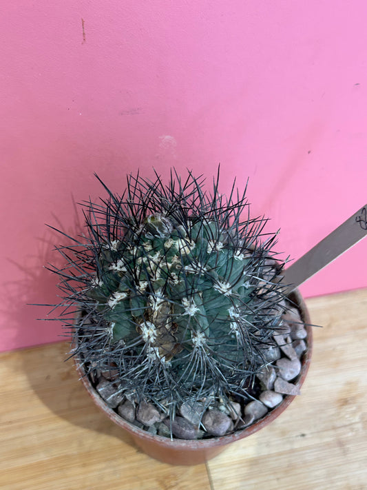 Copiapoa atacamensis (826)