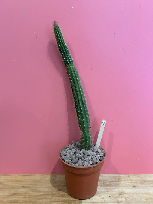 Cleistocactus species (828)