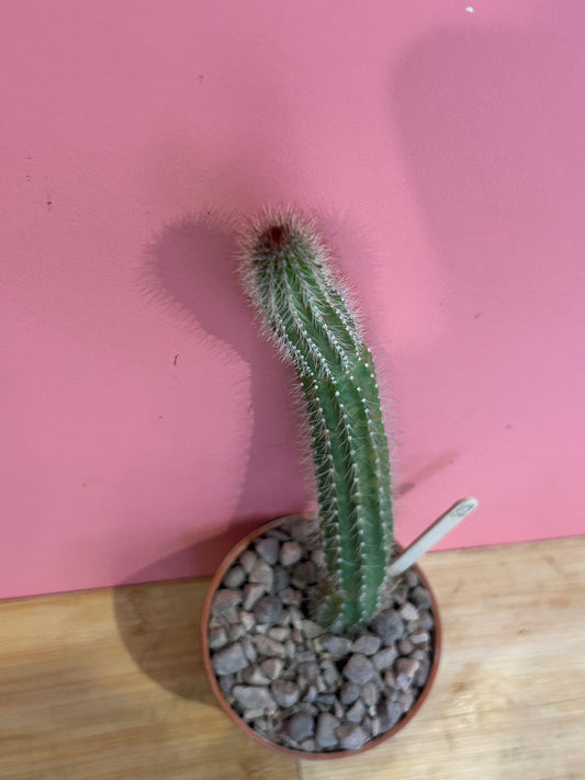 Cleistocactus species (828)
