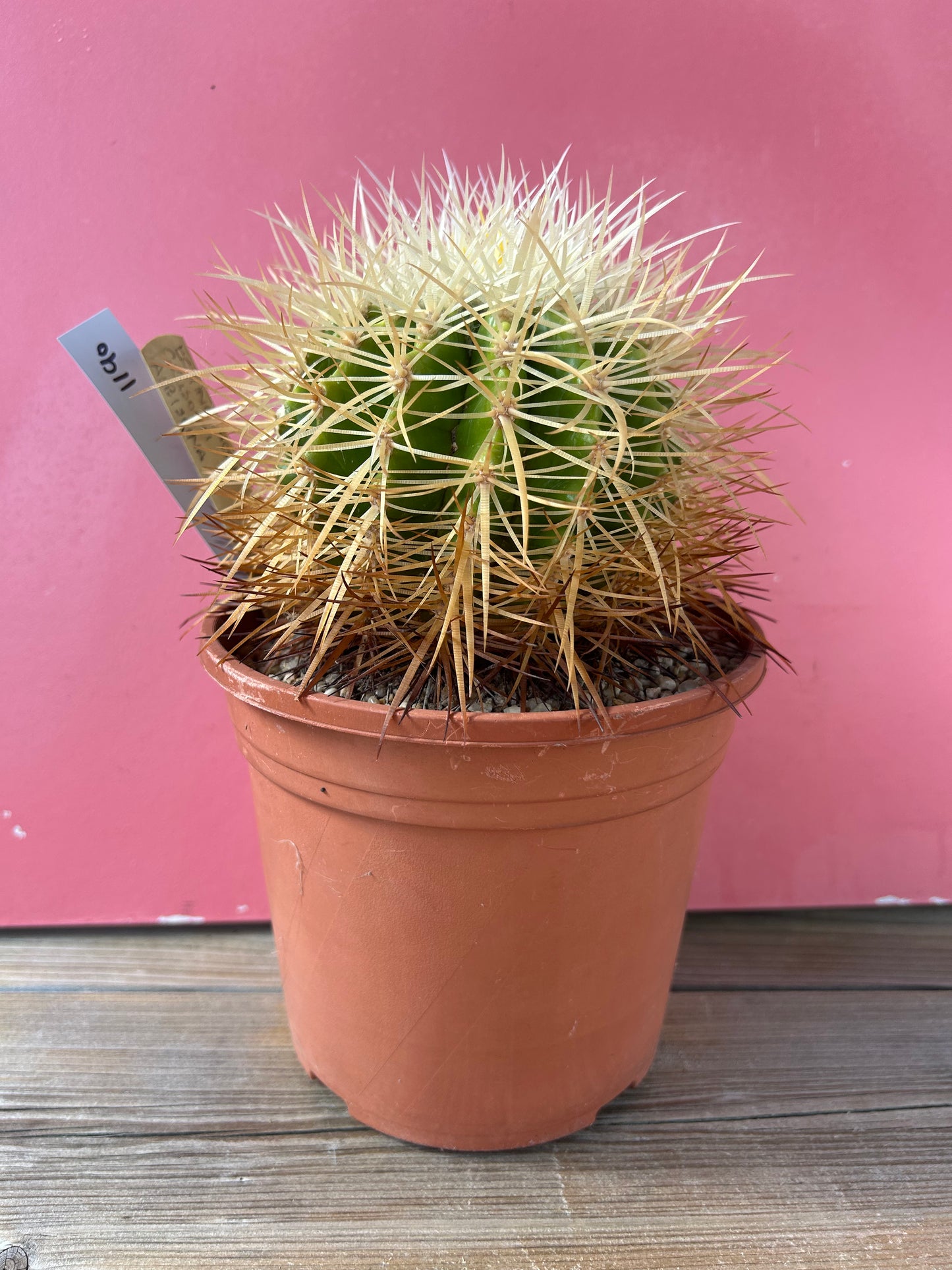 Echinocereus grusonii albispina (1190)