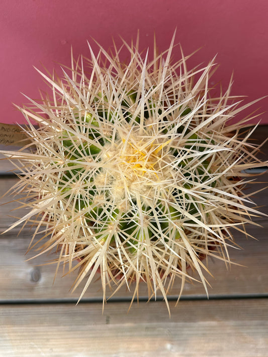 Echinocereus grusonii albispina (1190)