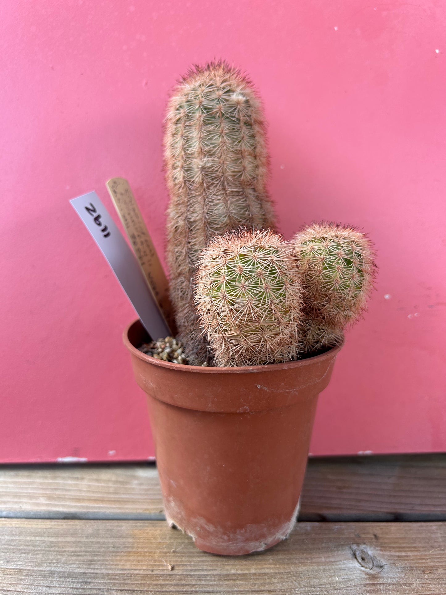 Echinocereus reichenbachii saritchii (1192)