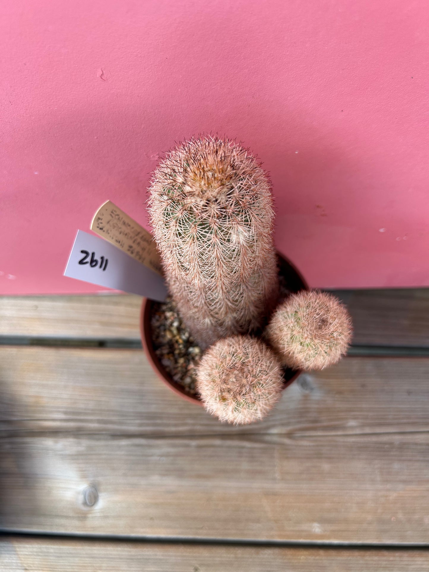 Echinocereus reichenbachii saritchii (1192)