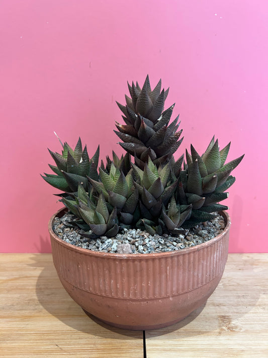 Haworthia limifolia (831)