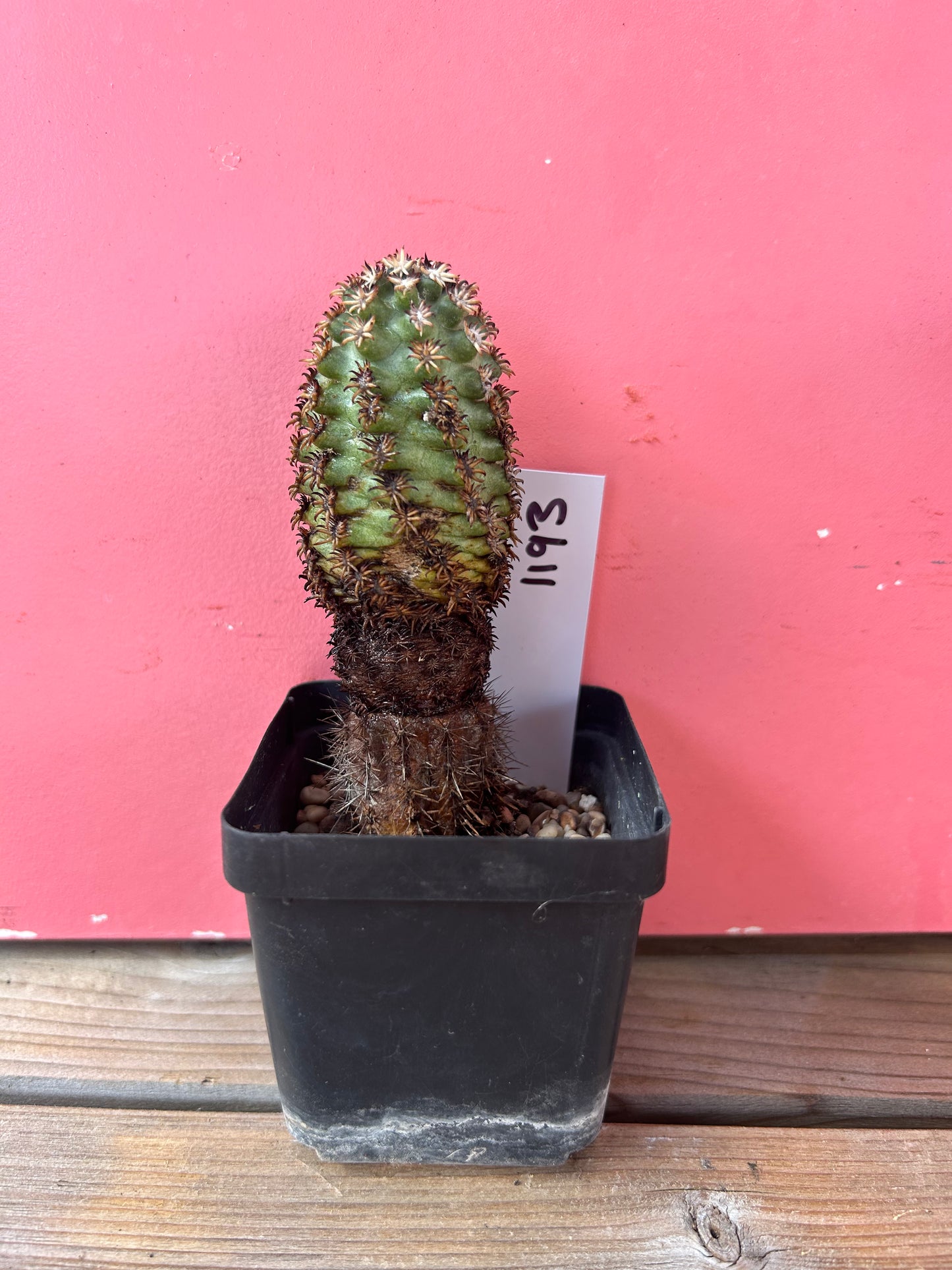 Echinocereus species (1193)