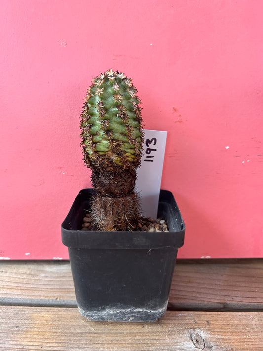Echinocereus species (1193)