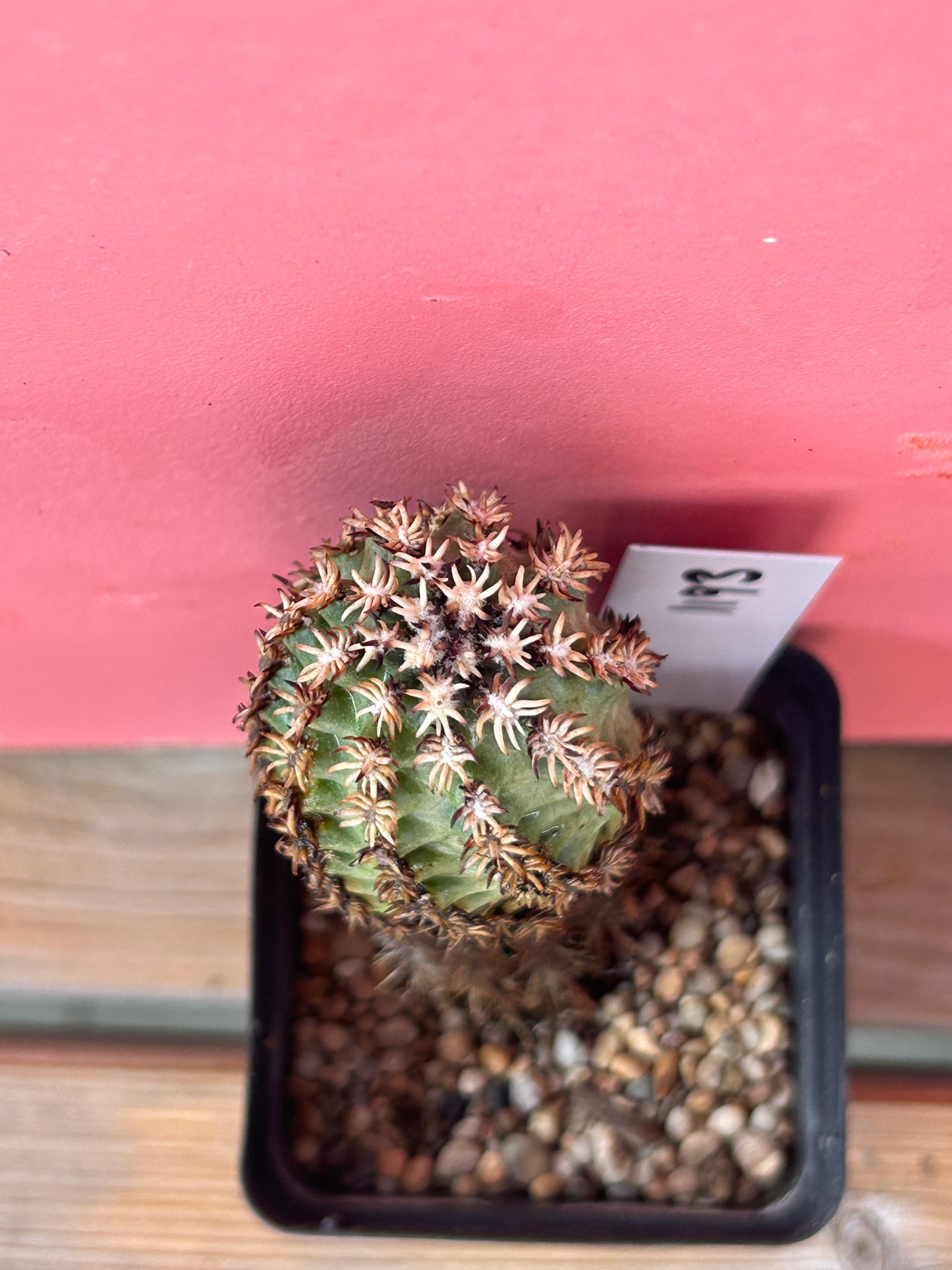 Echinocereus species (1193)
