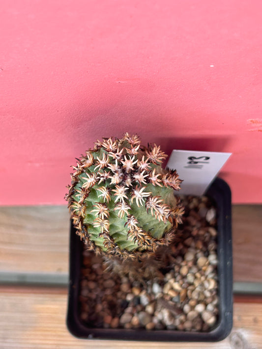 Echinocereus species (1193)