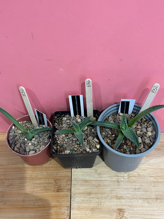 Agave titanota (usual form) (832)