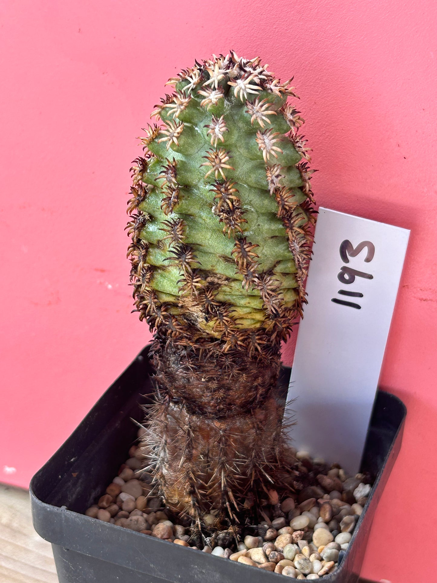 Echinocereus species (1193)