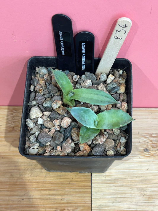 Agave parrasana (834)