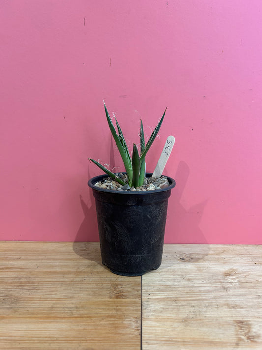 Agave schidigera (835)