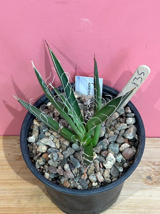 Agave schidigera (835)