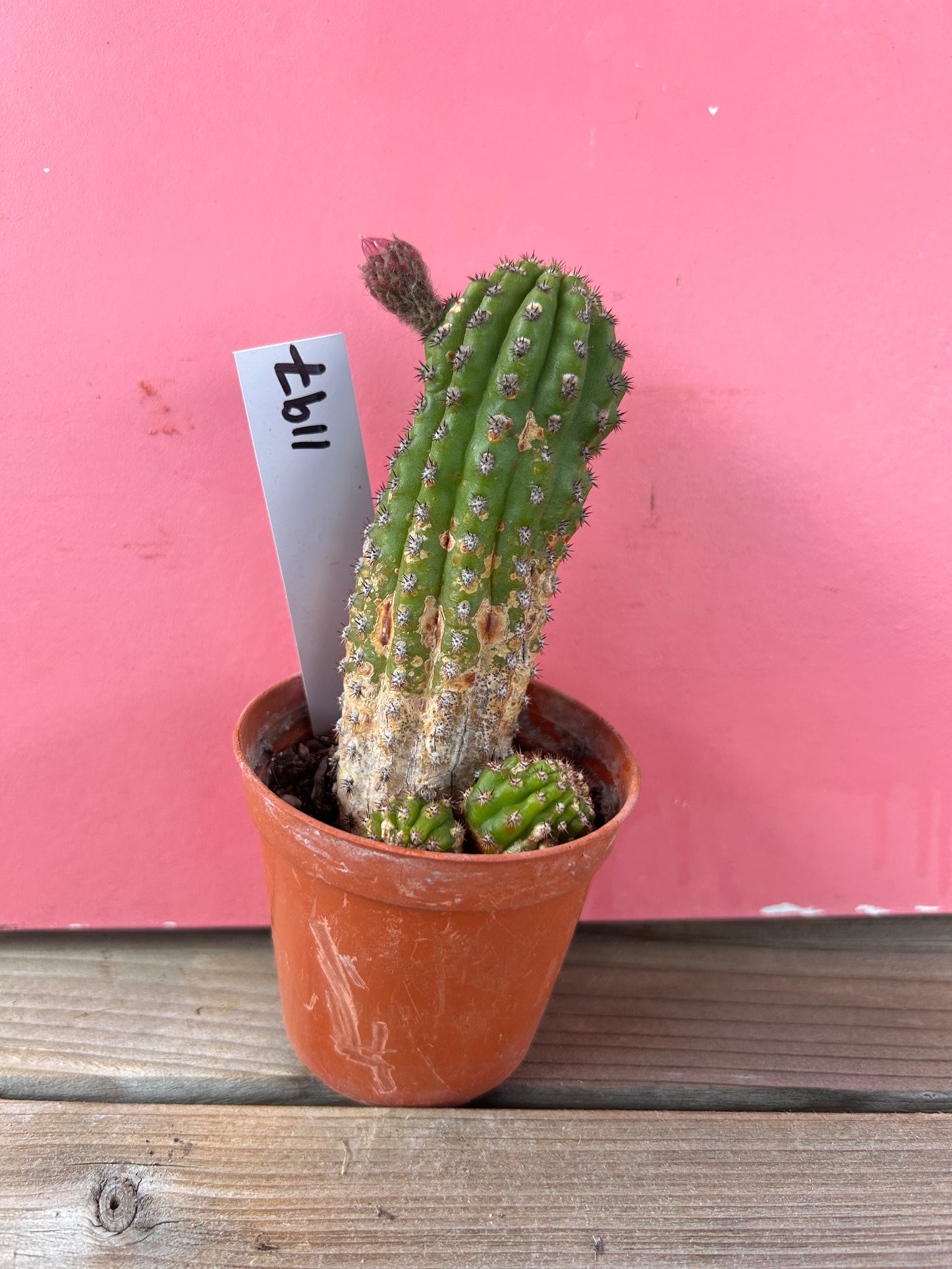 Gymnocactus species (1197)