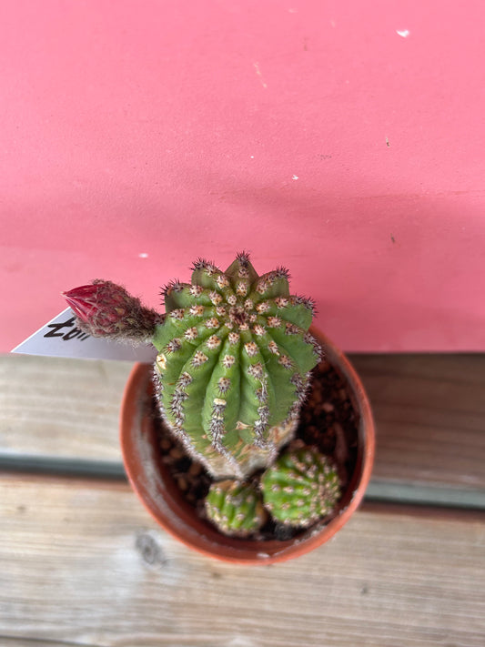 Gymnocactus species (1197)