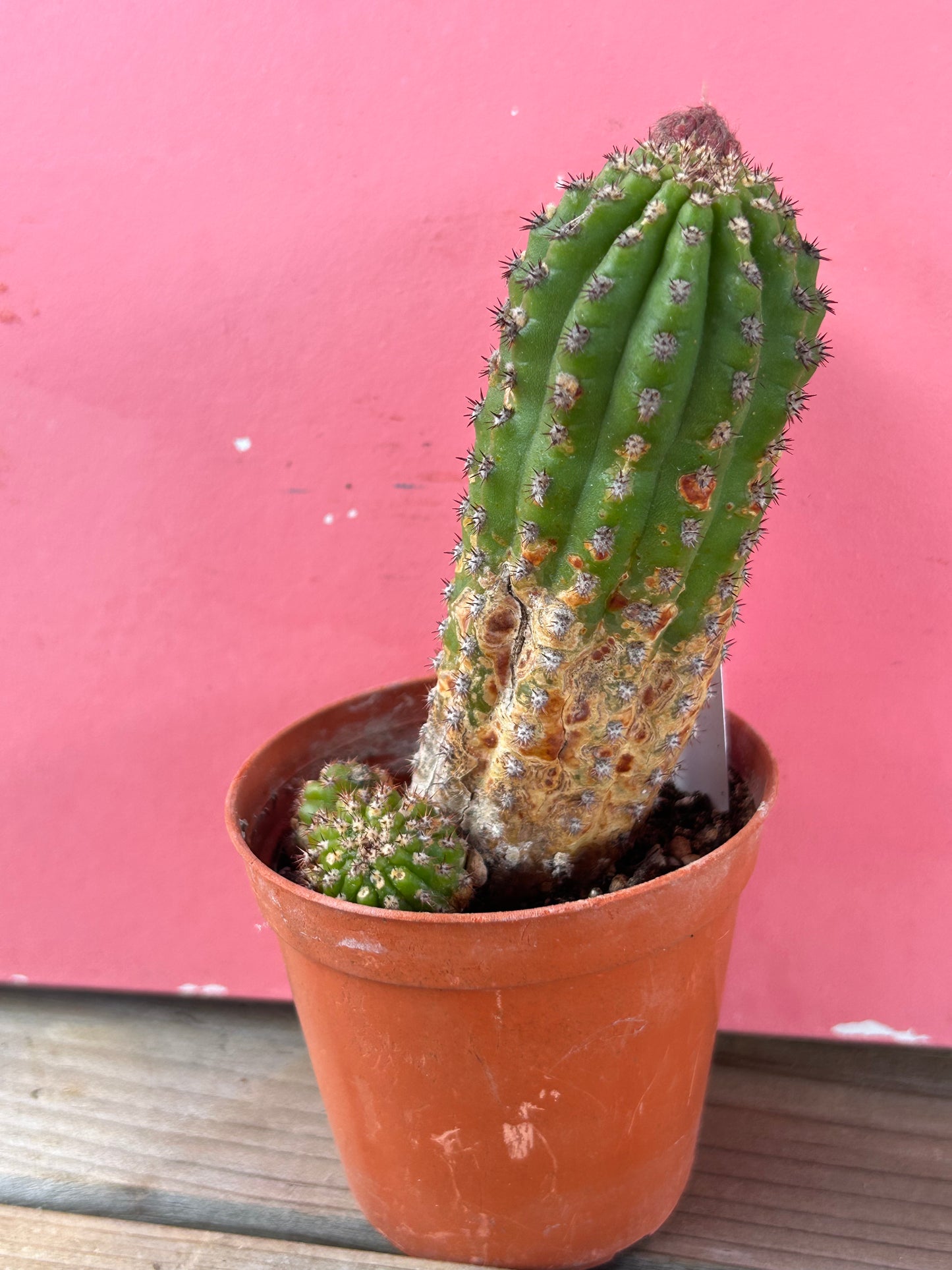 Gymnocactus species (1197)